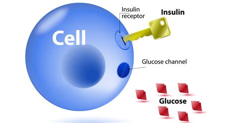 Insulin is needed to allow glucose to be metabolised. Too much glucose and your insulin spikes.