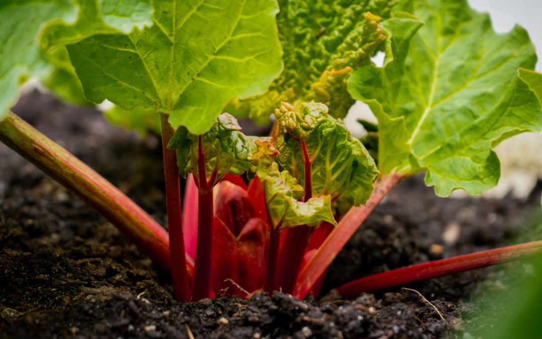 Dangers of High Oxalate Diets